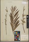 Foto von Salix purpurea L. x Salix viminalis L.